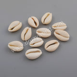 Cowrie Shell Fossil Beads G1758