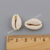 Cowrie Shell Fossil Beads G1758